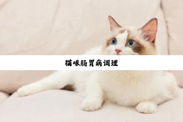 猫咪肠胃病调理