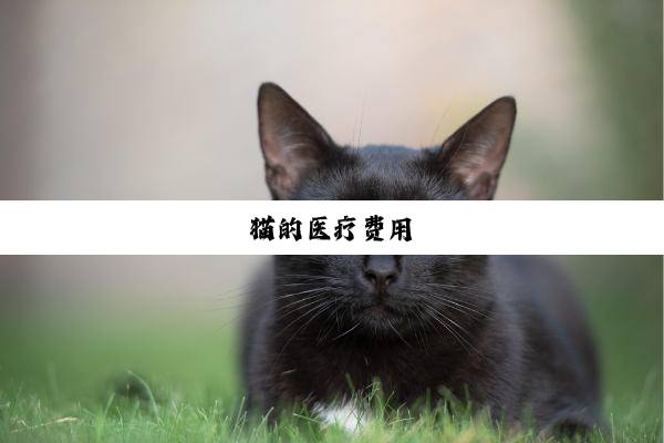 猫的医疗费用