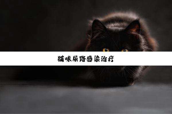 猫咪尿路感染治疗