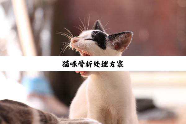 猫咪骨折处理方案
