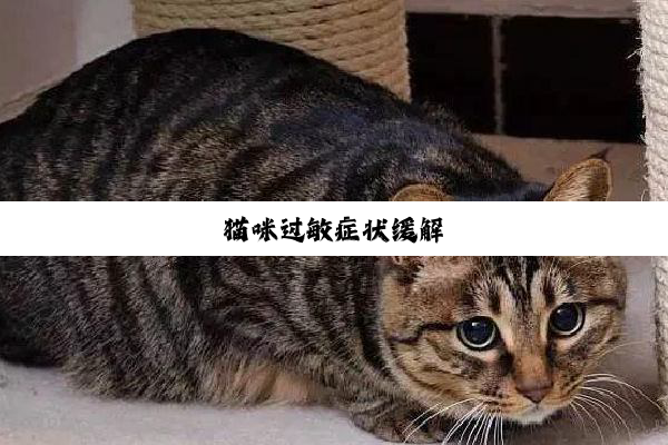 猫咪过敏症状缓解
