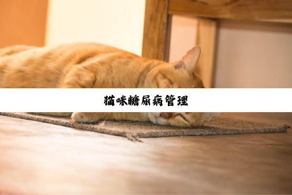 猫(māo)咪(mī)糖(táng)尿(niào)病(bìng)管(guǎn)理(lǐ)