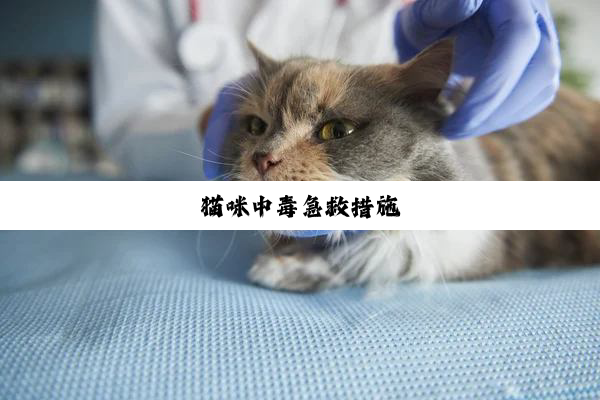 猫咪中毒急救措施