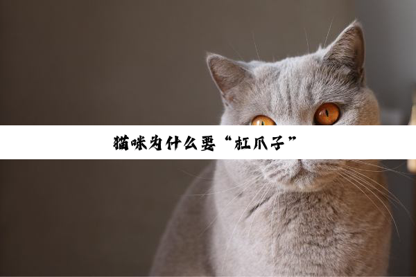 猫咪为什么要“杠爪子”