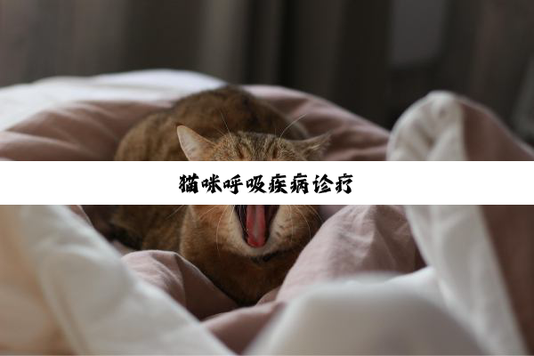 猫咪呼吸疾病诊疗