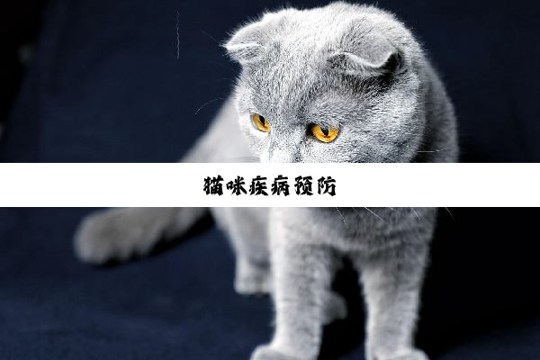 猫咪疾病预防