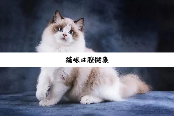 猫咪口腔健康