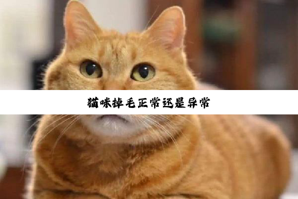 猫咪掉毛正常还是异常