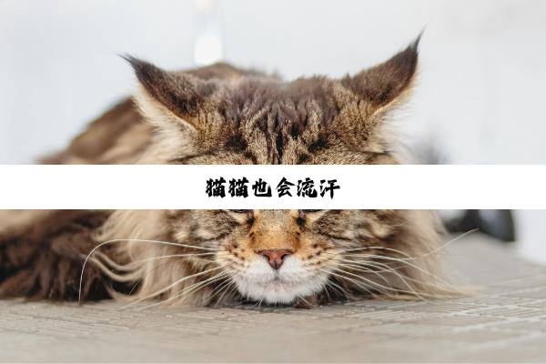 猫猫也会流汗
