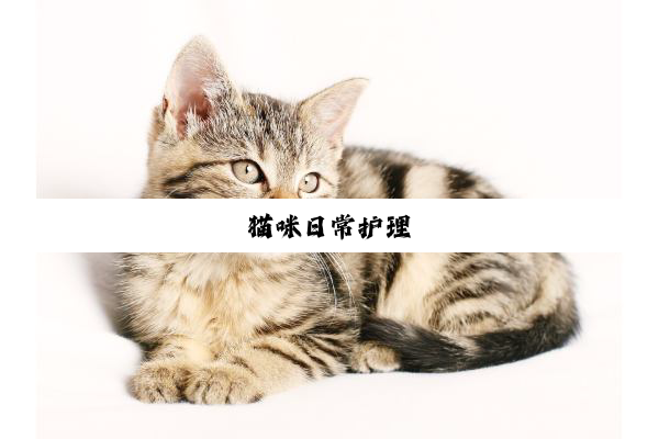 猫咪日常护理