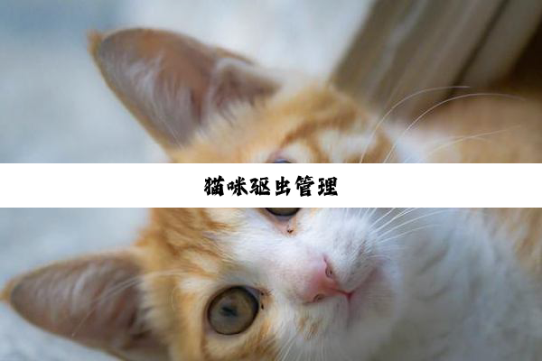 猫咪驱虫管理