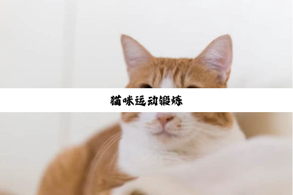 猫咪运动锻炼