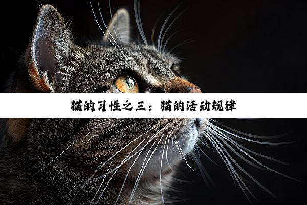 猫的习性之三：猫的活动规律