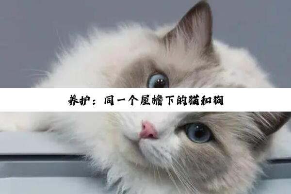 养护：同一个屋檐下的猫和狗