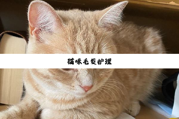 猫咪毛发护理