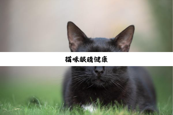 猫咪眼睛健康