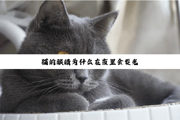 猫的眼睛为什么在夜里会发光