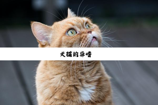 犬猫的异嗜癖