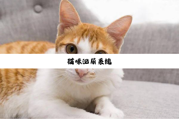 猫咪泌尿系统