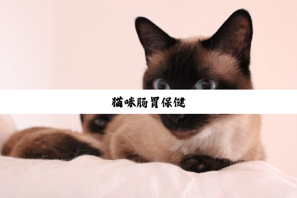 猫咪肠胃保健