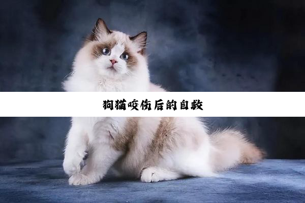 狗猫咬伤后的自救