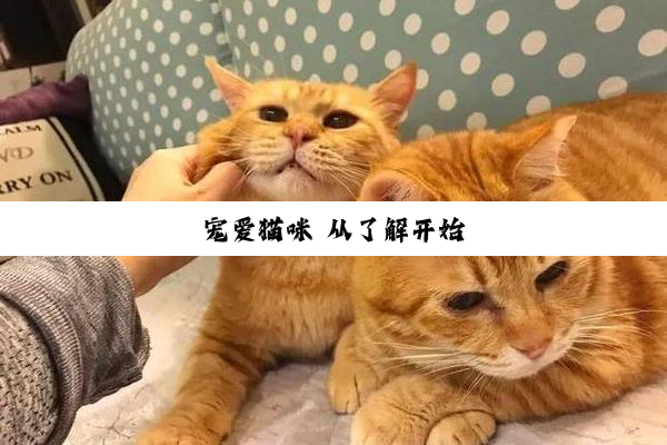 宠爱猫咪 从了解开始