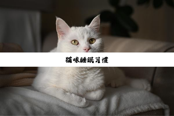 猫咪睡眠习惯