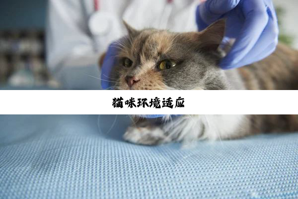 猫咪环境适应