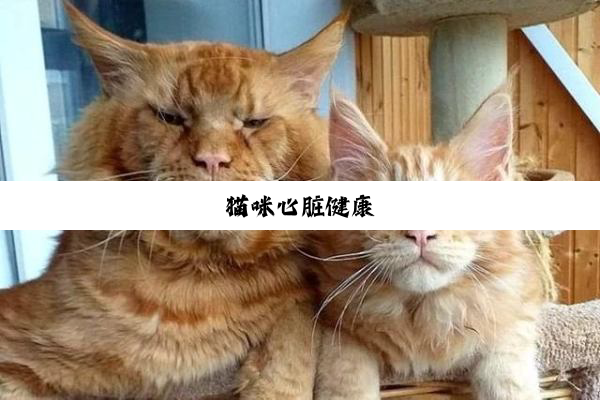 猫咪心脏健康