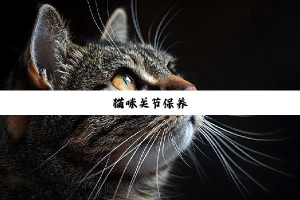 猫咪关节保养
