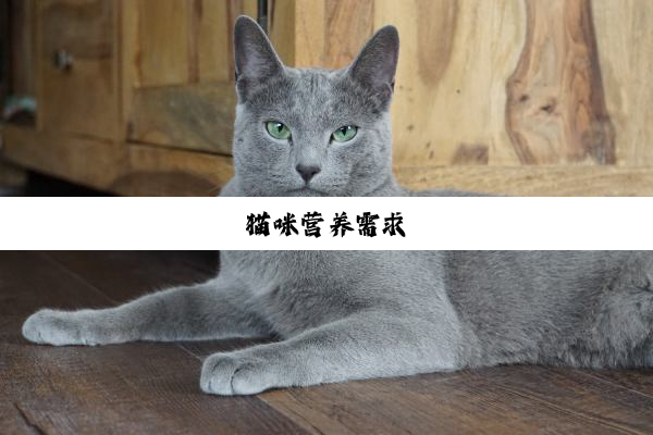 猫咪营养需求