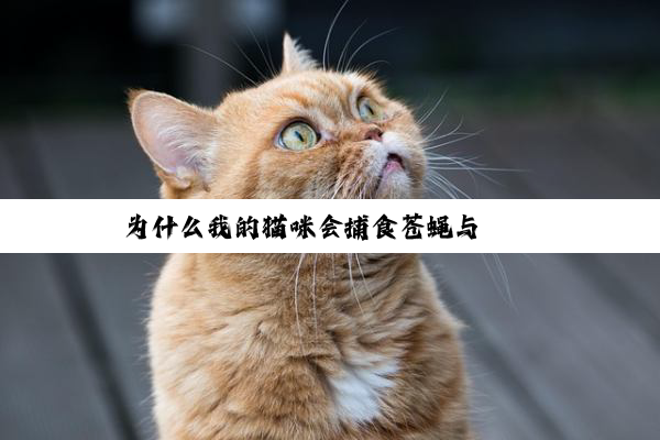 为什么我的猫咪会捕食苍蝇与蟑螂