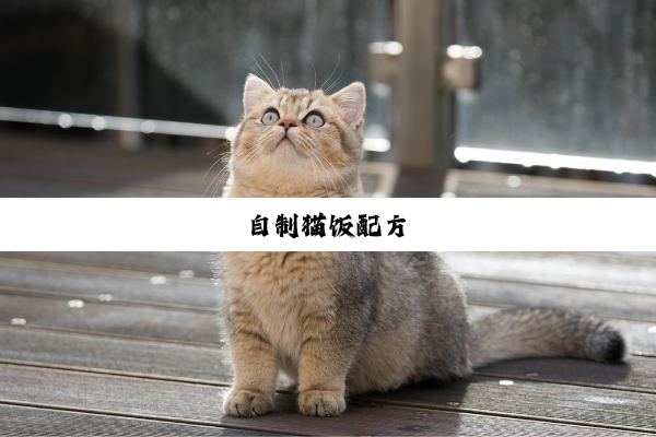 自制猫饭配方