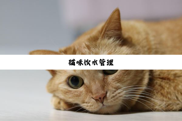 猫咪饮水管理