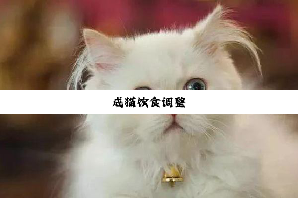 成猫饮食调整