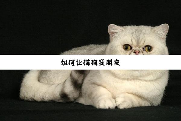 如何让猫狗变朋友