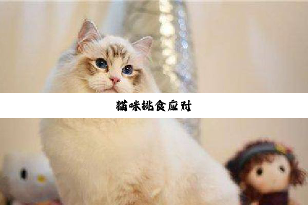 猫(māo)咪(mī)挑(tiāo)食(shí)应(yīng)对(duì)