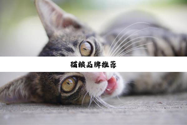 猫粮品牌推荐