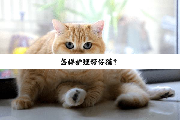 怎样护理好仔猫？