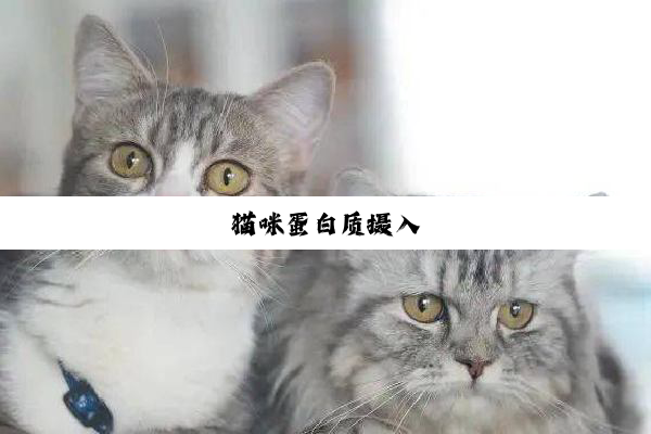 猫咪蛋白质摄入