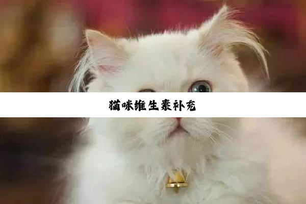 猫咪维生素补充