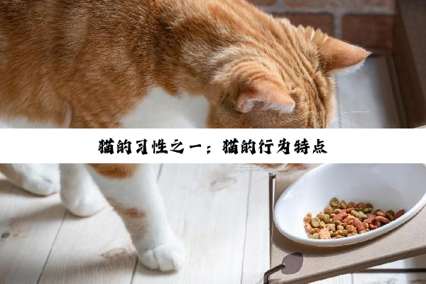 猫的习性之一：猫的行为特点