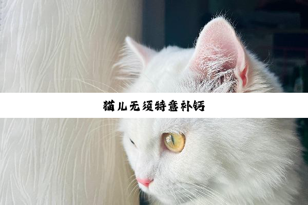 猫儿无须特意补钙