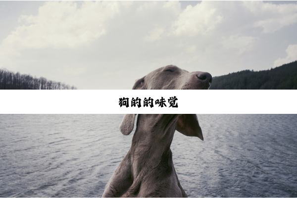 狗的的味觉