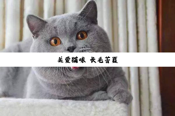 关爱猫咪 长毛苦夏