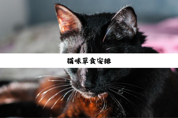 猫咪草食安排