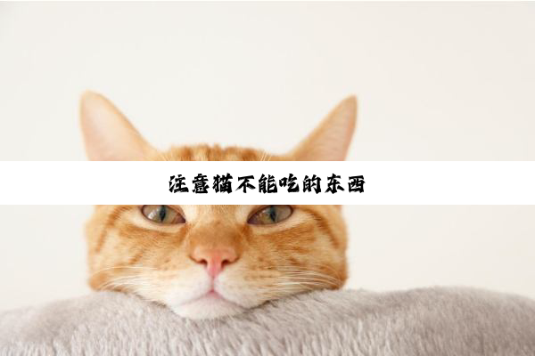注意猫不能吃的东西