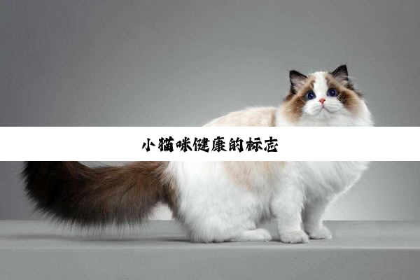 小猫咪健康的标志