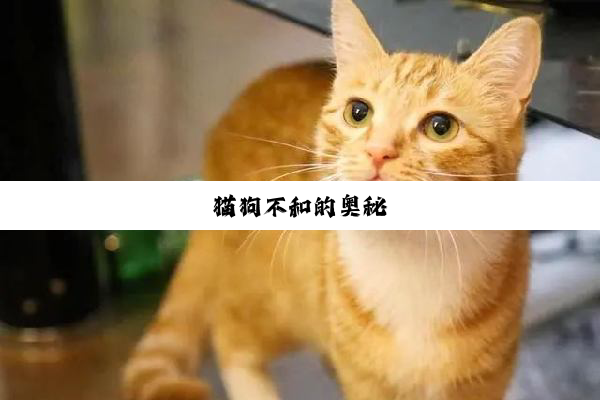 猫狗不和的奥秘
