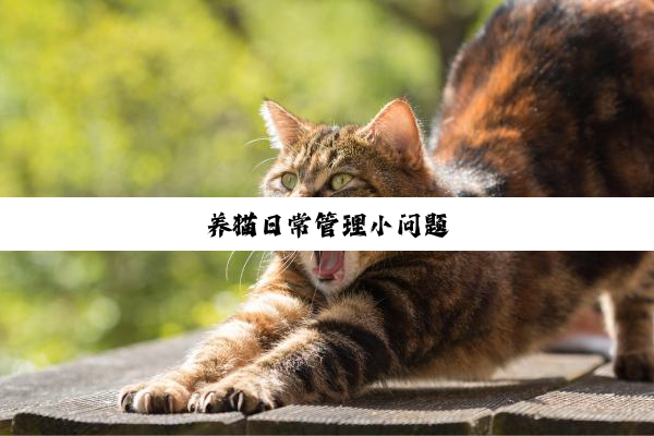 养(yǎng)猫(māo)日(rì)常(cháng)管(guǎn)理(lǐ)小(xiǎo)问(wèn)题(tí)